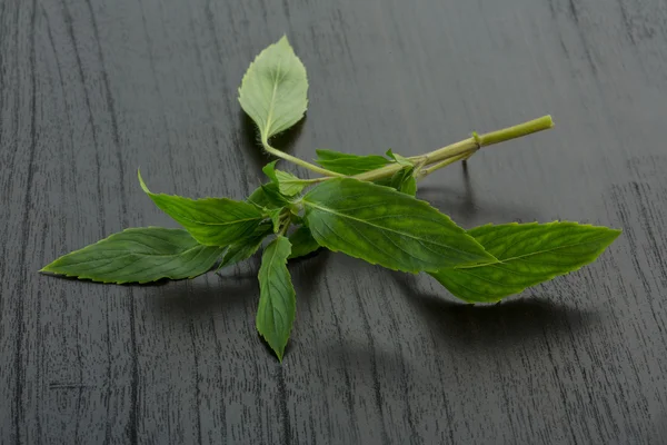Bergamot leaves — Stock Photo, Image