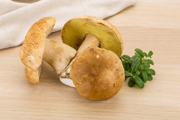 Jamur Boletus — Stok Foto