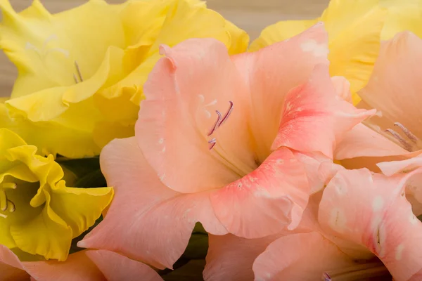 Квітка Троянди плетисті — стокове фото