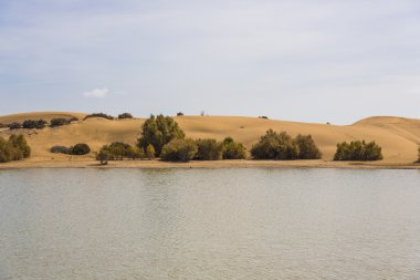 maspalomas dunas vahası