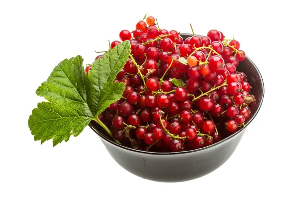 Red currant — Stock Photo, Image