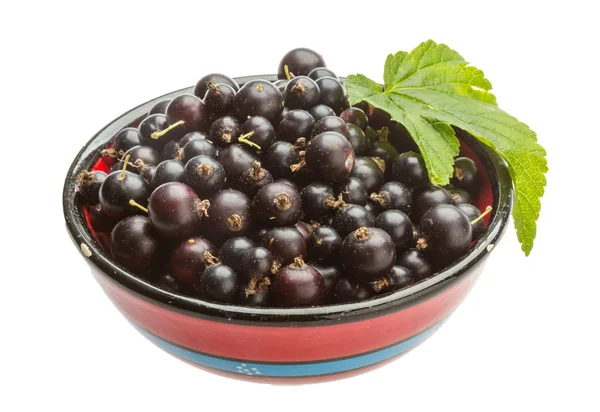 Black currant — Stock Photo, Image