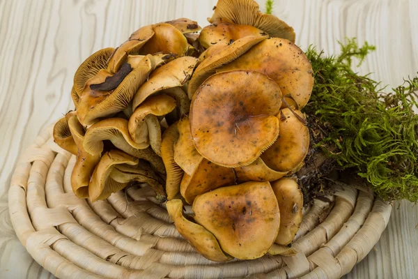 Armillaria — Stok fotoğraf