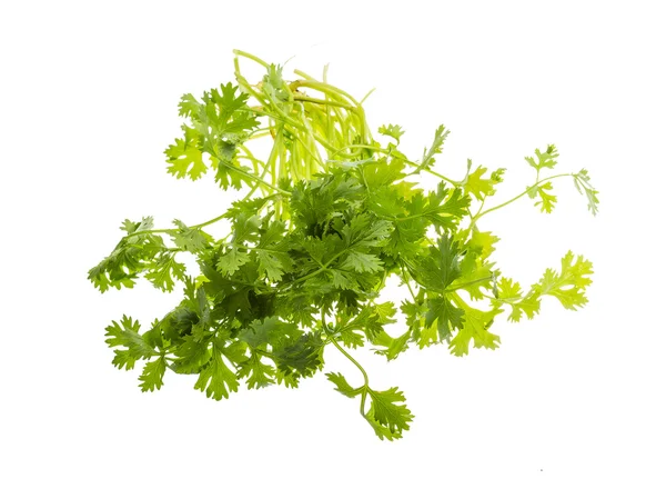 Hojas de cilantro — Foto de Stock