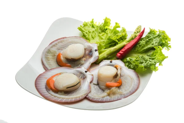 Raw fresh scallop — Stock Photo, Image