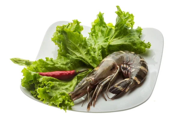 Langostino tigre — Foto de Stock