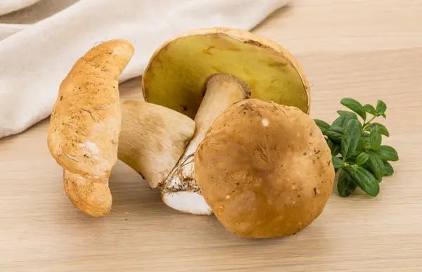 Boletus hongo — Foto de Stock