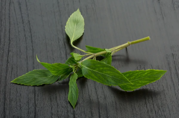 Bergamot bladeren — Stockfoto