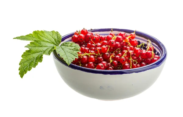 Red currant — Stock Photo, Image