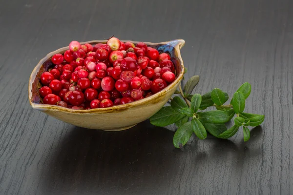 Cowberry — Stock Photo, Image