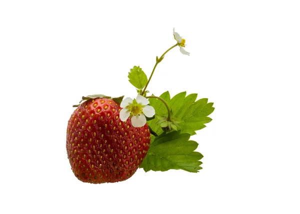 Rijpe aardbeien — Stockfoto