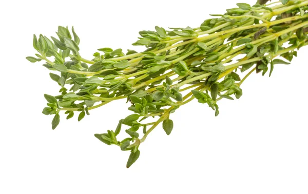 Thyme branch — Stock Photo, Image