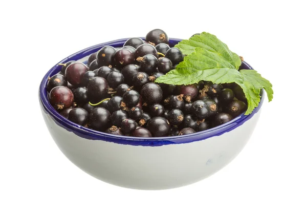 Black currant — Stock Photo, Image