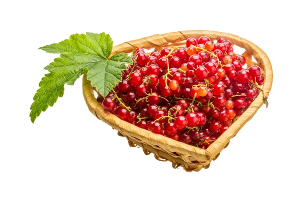 Red currant — Stock Photo, Image