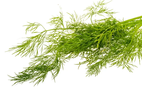 Dill branch — Stock Photo, Image