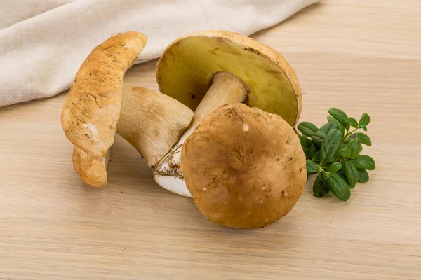 Jamur Boletus — Stok Foto