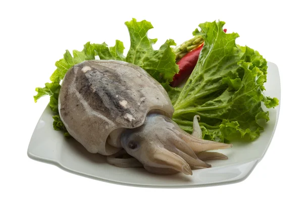 Raw cuttlefish — Stock Photo, Image