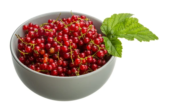 Red currant — Stock Photo, Image