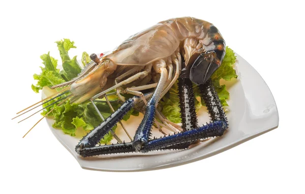 Freshwater prawn — Stock Photo, Image