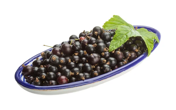 Ribes nero — Foto Stock