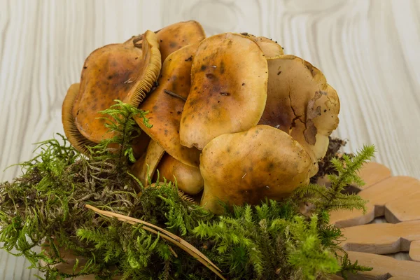 Armillaria mushroom — Stock Photo, Image