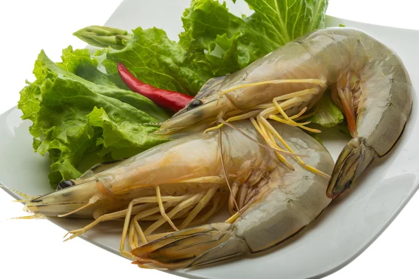 Langostino tigre — Foto de Stock