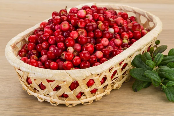 Cowberry — Stock Photo, Image