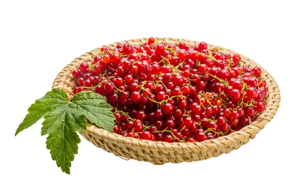 Red currant — Stock Photo, Image