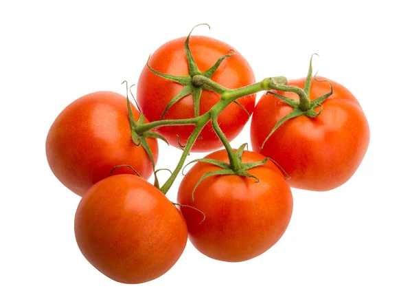 Pomodori sul ramo — Foto Stock