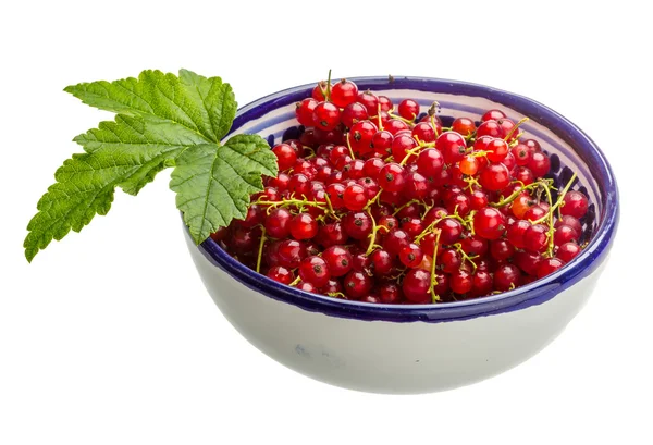 Red currant — Stock Photo, Image