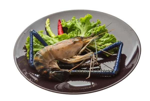 Freshwater prawn — Stock Photo, Image