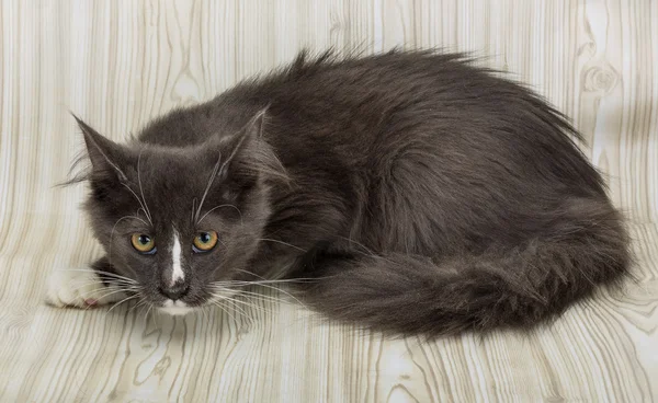 Maine coon cat — Stock Photo, Image