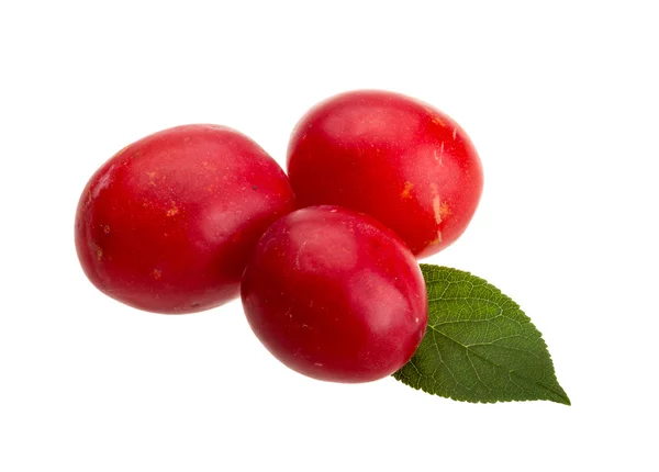 Prugna Damson — Foto Stock