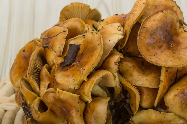 Armillaria 버섯 — 스톡 사진