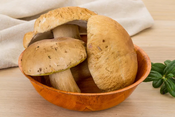 Boletus mushroom — Stock Photo, Image