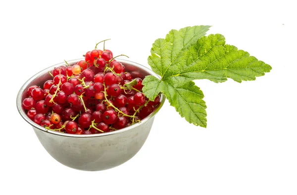 Red currant — Stock Photo, Image