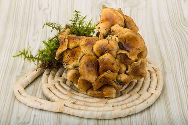 Armillaria μανιτάρι — Φωτογραφία Αρχείου