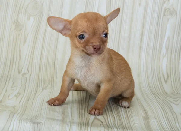 Chihuahua puppy — Stock Photo, Image