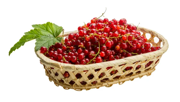 Red currant — Stock Photo, Image