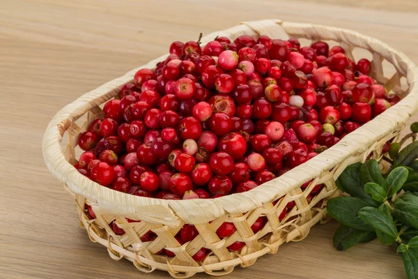 Cowberry in the bowl — Stock Photo, Image