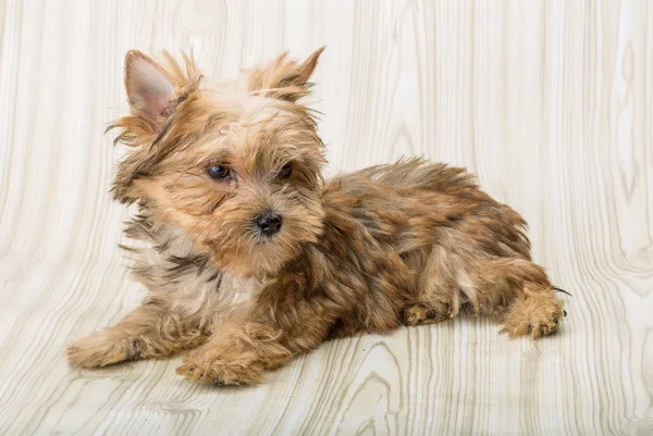 Yorkshire terrier — Stock Fotó