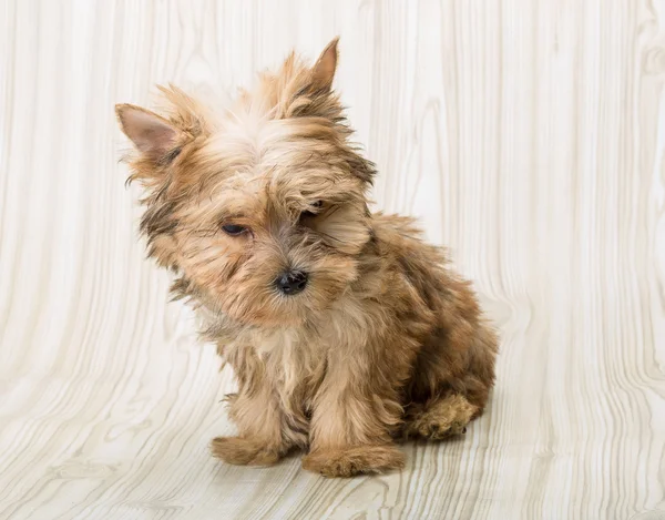 Yorkshire terrier — Stock Fotó