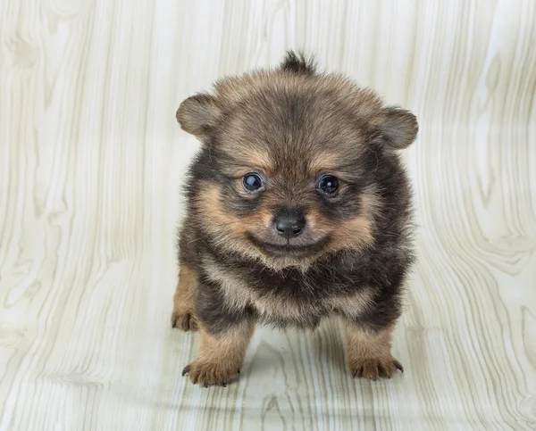 Špic Pomeranian — Stock fotografie