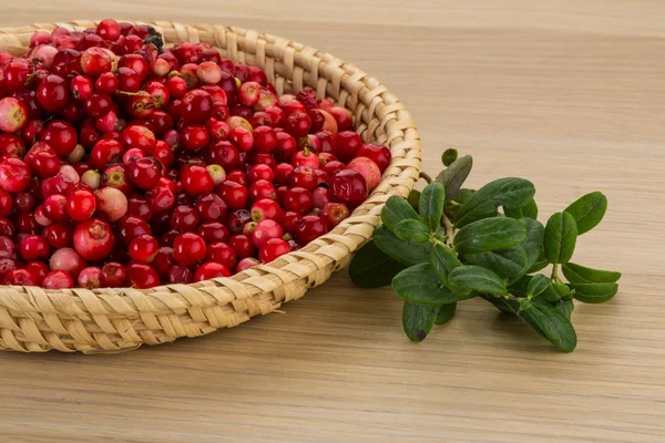 Cowberry — Stock Photo, Image