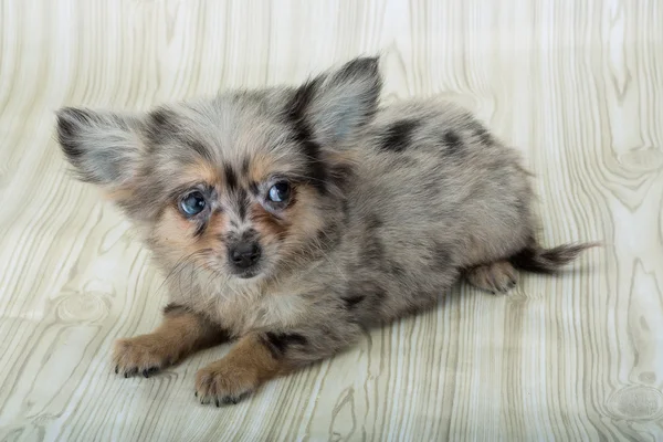 ลูกสุนัข Chihuahua — ภาพถ่ายสต็อก