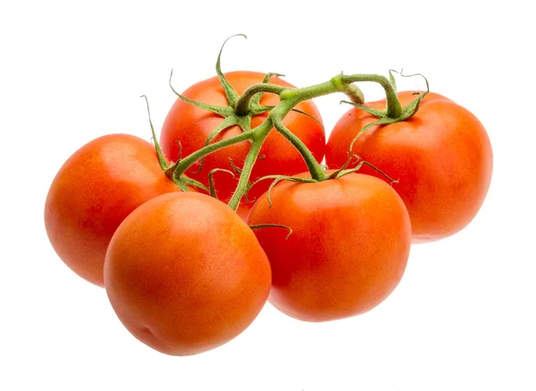 Tomatoes on the branch — Stock Photo, Image