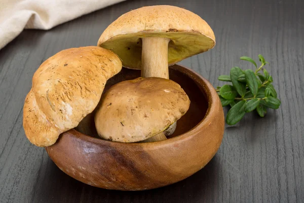 Boletus mushroom — Stock Photo, Image