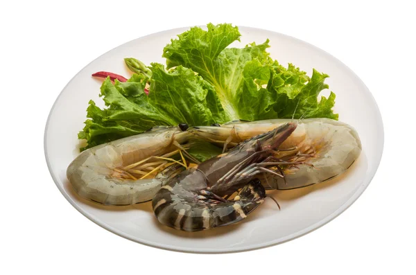 Crevettes roi et jambe d'eau — Photo