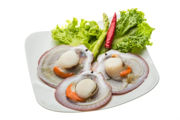 Raw fresh scallop — Stock Photo, Image