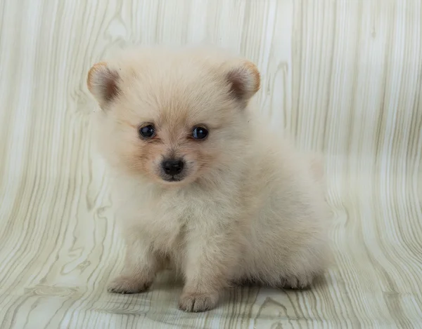 Pomeranian spitz — Stok fotoğraf